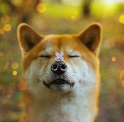 Doge