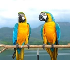 asdads